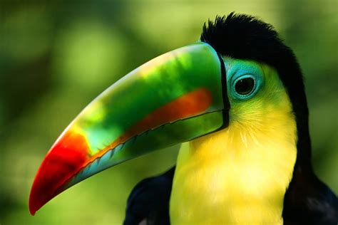 Download Animal Toucan 4k Ultra HD Wallpaper