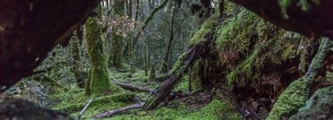 811 photos of Mossy Forest - FlippedNormals