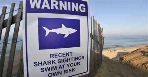 Cape Cod shark attack sends man to hospital with bite injuries ...