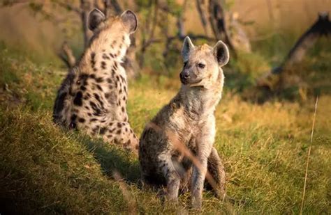 Hyena - Description, Habitat, Image, Diet, and Interesting Facts