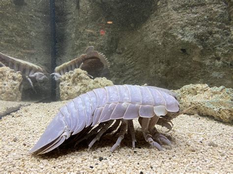 Just in time for Halloween - GIANT deep sea isopods! | Virginia Living ...