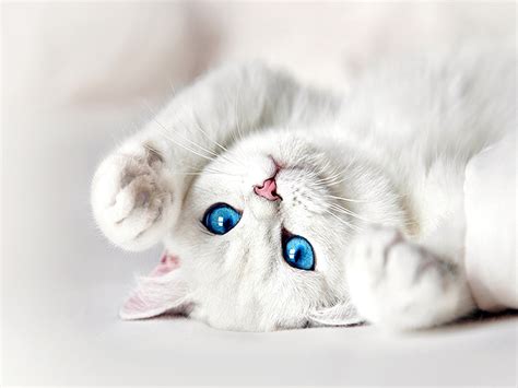 White Kitten with Blue Eyes Wallpaper | Cat with blue eyes, White cats ...