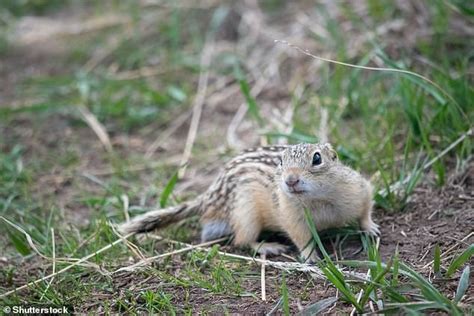 Ground squirrel hibernation holds the key to the future human space ...