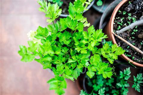 14 Medicinal Herbs You Can Grow | Reader's Digest