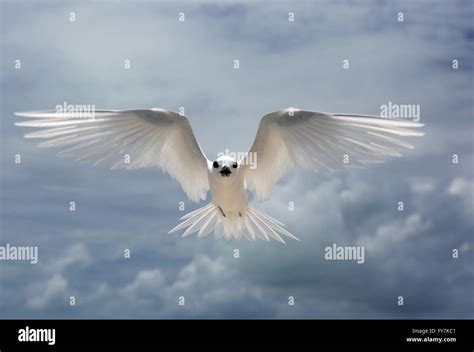 Flying Fairy Tern bird Stock Photo - Alamy