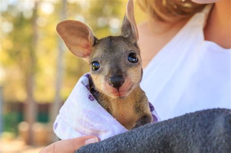 Baby kangaroo - Teh Cute