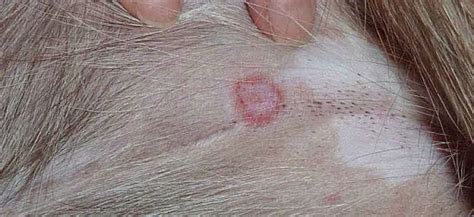 Ringworm In Dogs - What Is It And How Is It Treated?