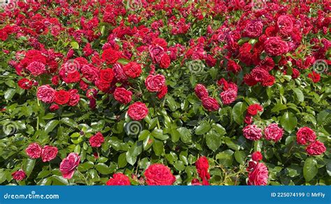 Red Roses Background, Rose Flower Field Stock Image - Image of nature ...