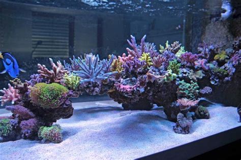 Show Off Your Large Tank Aquascape :) | Saltwater tank, Reef tank ...