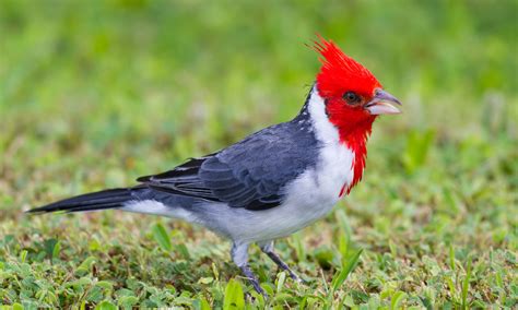 Red-crested Cardinal