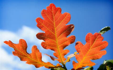 Autumn oak leaves, good outline | Red oak leaf, Oak leaves, Leaves