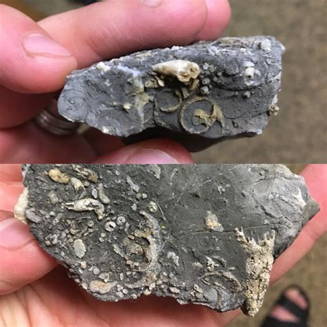 Fossiliferous Limestone, UT, 300-500 Ma : r/fossilid