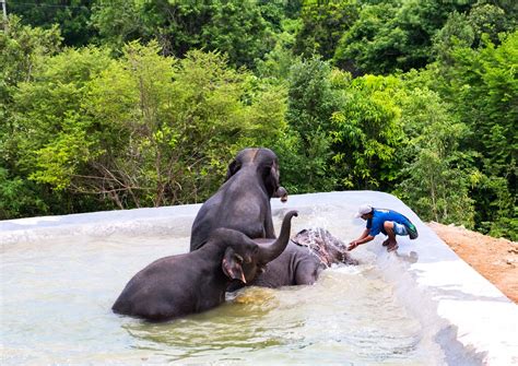 Samui Elephant Haven - Visiting a true elephant sanctuary in Koh Samui.