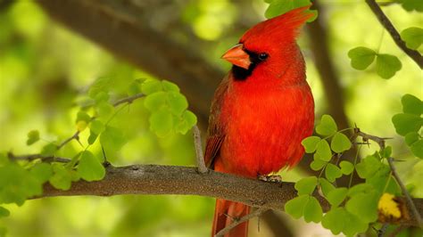 Cardinal Full HD Wallpaper and Background Image | 1920x1080 | ID:564814