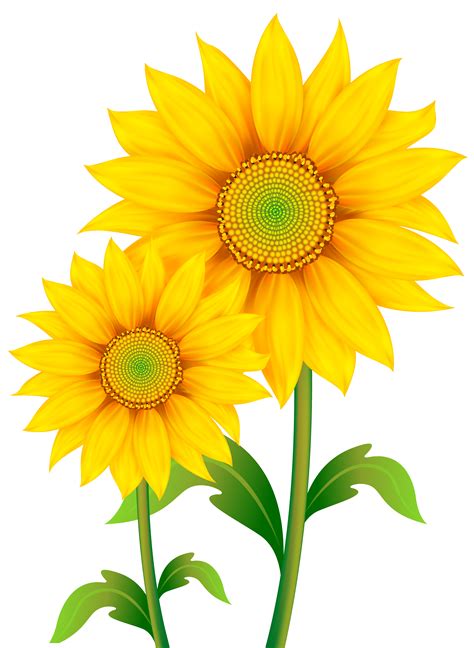 Common sunflower Clip art - Transparent Sunflowers Clipart PNG Image ...