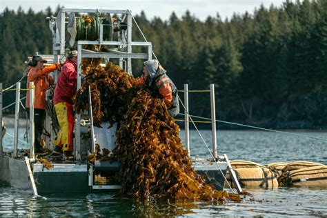 Seaweed Commons - Project: Civil Eats on the “Virtuous Vegetable ...