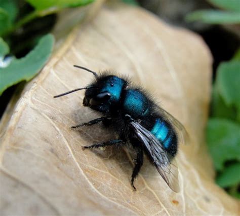 Mason Bee Cocoons | Rocky Pond Nursery - Mason Bee and Leafcutter Bee ...