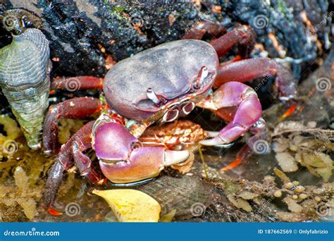 Mangrove Crab In A Mangrove Stand Indian Ocean, Oman Royalty-Free Stock ...