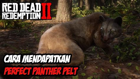 RDR2 | TIPS RDR2 | MENDAPATKAN PERFECT PANTHER PELT - YouTube