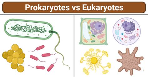 Prokaryotic And Eukaryotic Cells Diagram