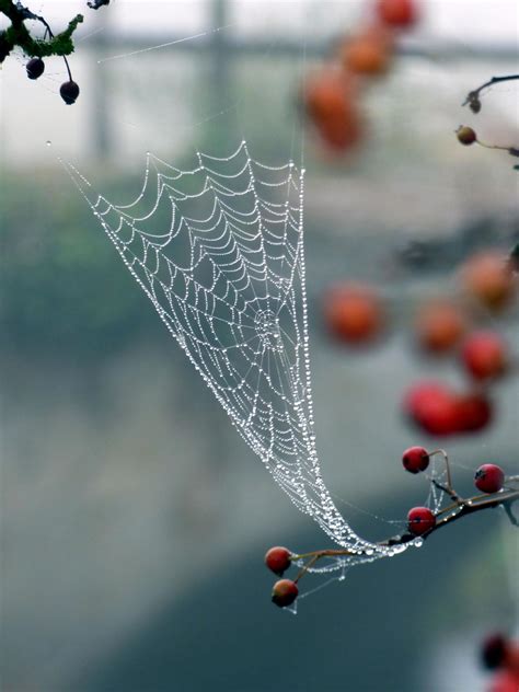 Dew drops on a spider web 1269839 Stock Photo at Vecteezy