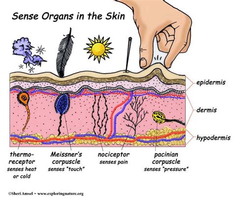 The Structures, Locations, and Functions of the Sensory Receptors