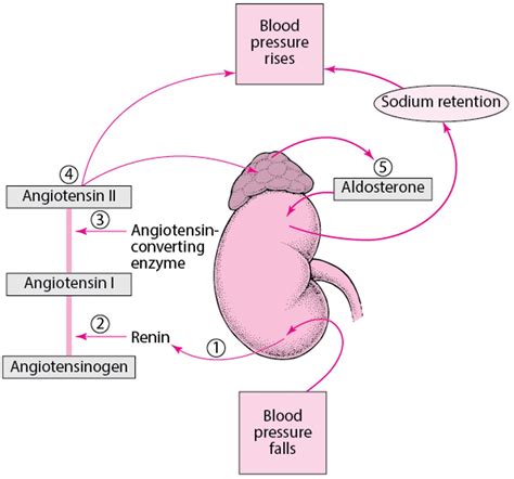 Image:Regulating Blood Pressure: The Renin-Angiotensin-Aldosterone ...