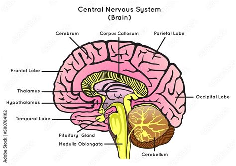 Obraz Human Brain Anatomy Sagittal Section Infographic Diagram ...