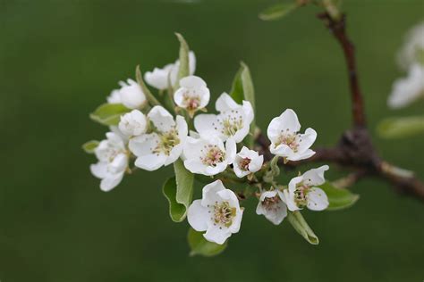 Pear Tree Blossoms Photograph by Norman Saagman - Fine Art America