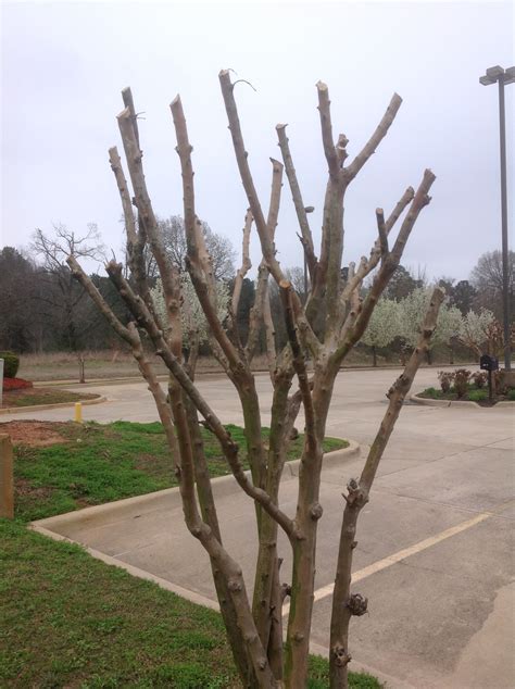 Prune crape myrtle trees properly - LSU AgCenter