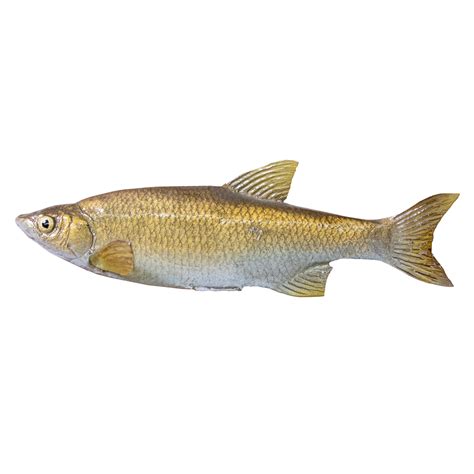 Shiner Habitat Fish Replica | Research Mannikins Taxidermy Supply