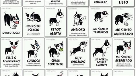 Lenguaje corporal: 24 señales que debes conocer de tu perro