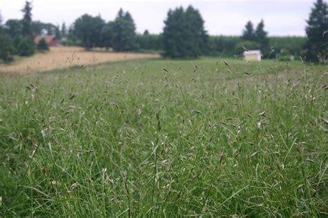 Silver Falls Seed Company - Oatgrass - California