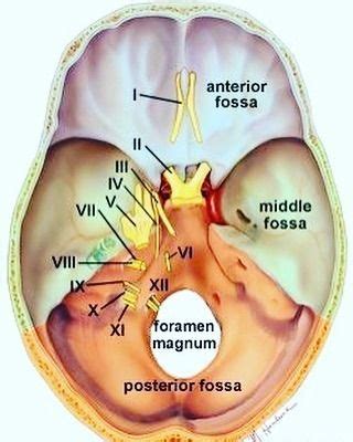 Cranial Fossa of base of Skull #skull #cranialfossa #brain #neurology # ...