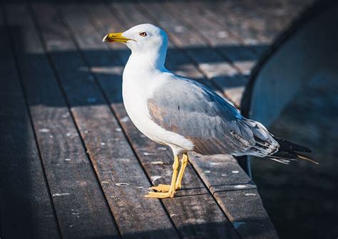 The Yellow-legged Gull - A Constant Presence In The Mediterranean