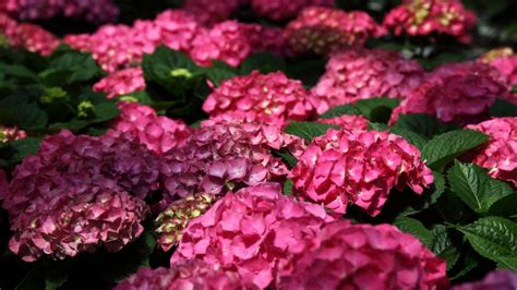 Pink hydrangea flowers wallpaper | flowers | Wallpaper Better