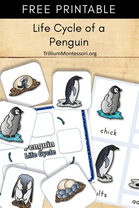 Penguin life cycle worksheets – Artofit