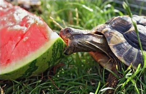 15 Animals eating watermelons (15 pics) | Amazing Creatures