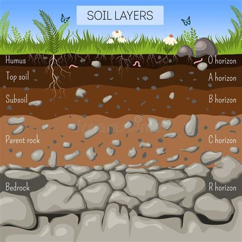 Soil layers diagram with grass, earth texture, stones, plant roots ...