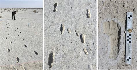 Fossil footprints are the oldest evidence of humans in the Americas ...