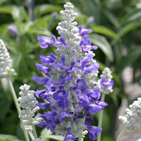 Salvia Flower Garden Seeds - Strata Variety - 1000 Seeds - AAS Winner ...