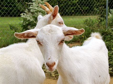 5 Best Dairy Goat Breeds for the Small Farm | Dairy goats, Goats, Goat ...