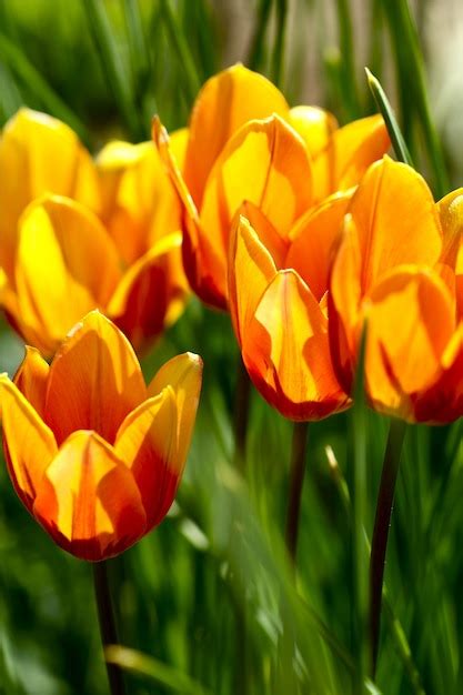 Orange tulips closeup Photo | Free Download