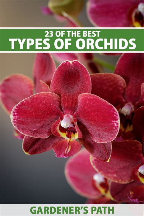 Types Of Orchids: 47 Different Orchid Varieties With Names And Pictures ...