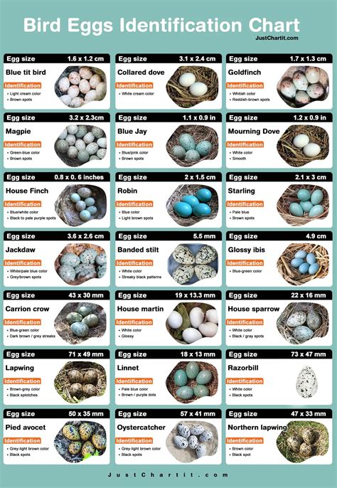 Bird egg identification chart - Color, Size & Identity Point