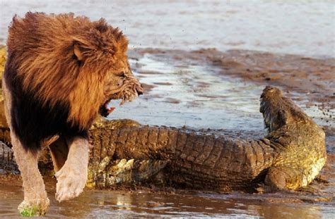 Male Lion Attacks a Giant Crocodile - Dailymotion Video