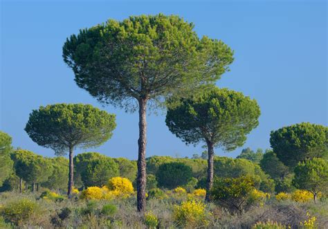 Pine | Description, Conifer, Genus, Species, Uses, Characteristics ...