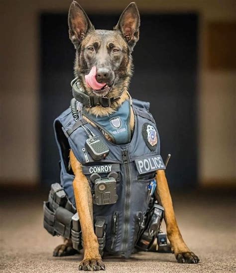 Police | Happy national dog day, Belgian malinois, Dog movies