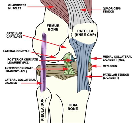 knee_ligaments - Advanced Orthopedic & Sports Medicine Specialists