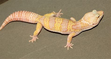 Albino Leopard Gecko Morphs | Amazing Wallpapers